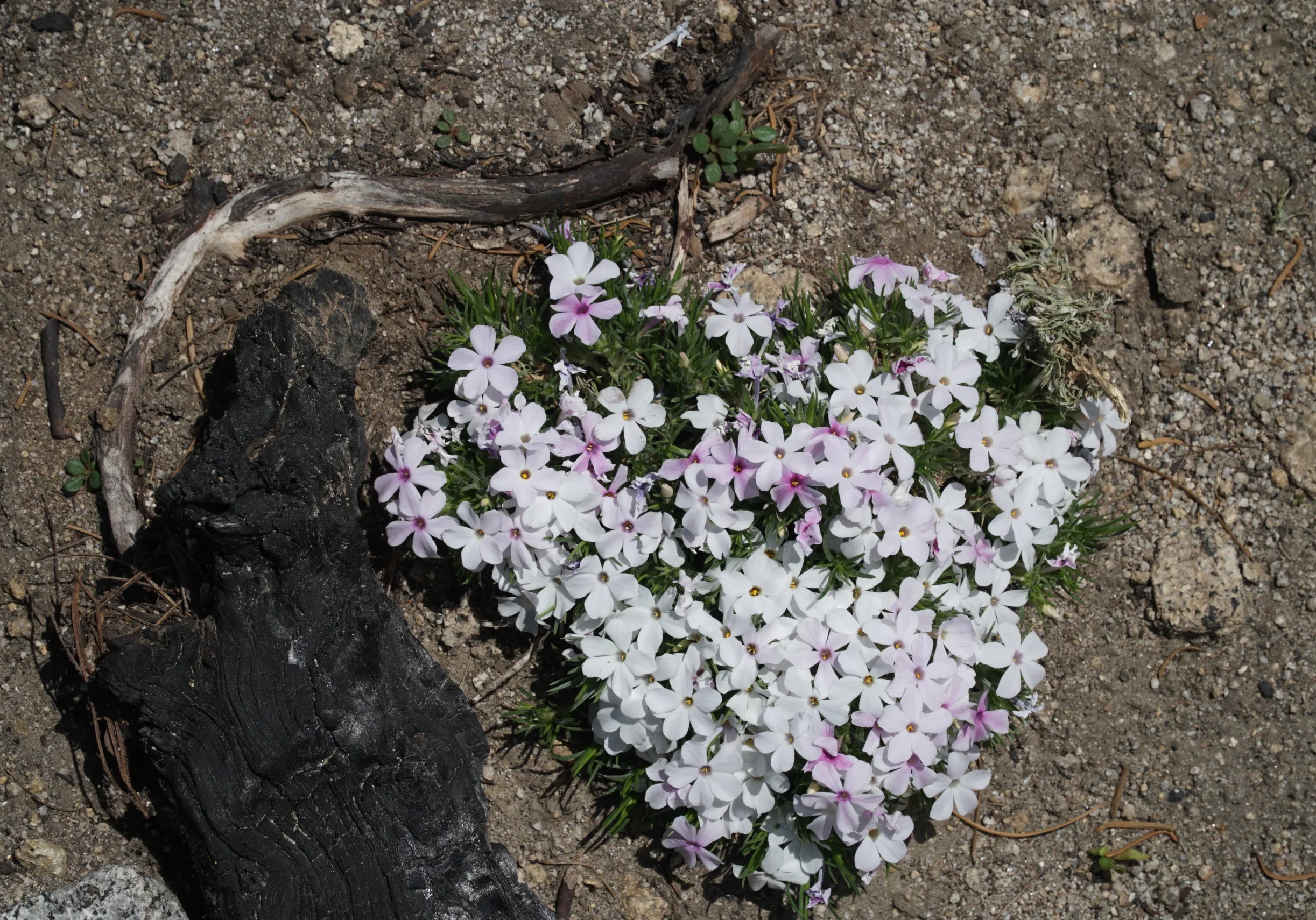 A bunch of white and pink flowers on growing on a tree stump on the floor of a forest
