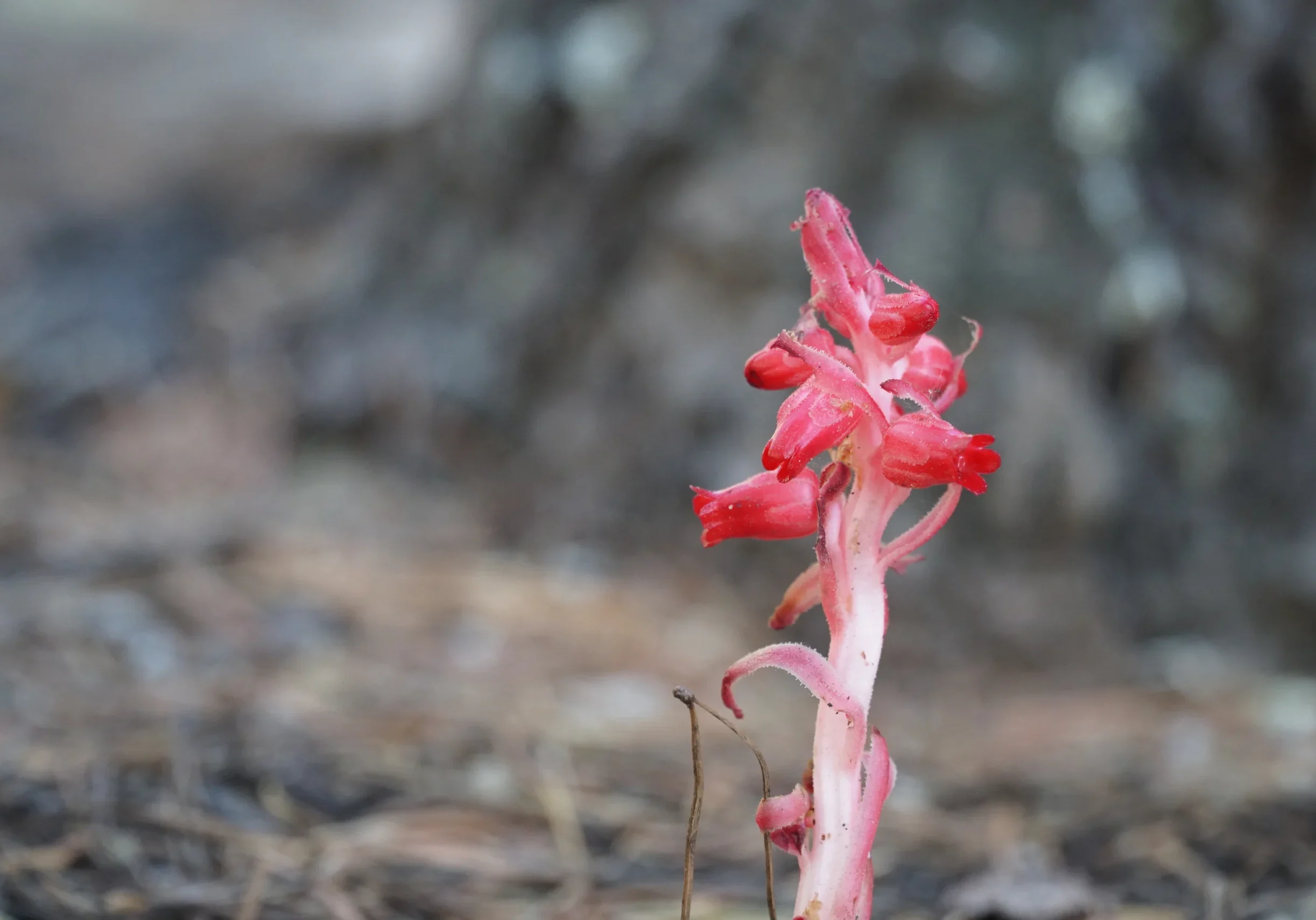 A dark pink flower on a forest floor with a blurred background