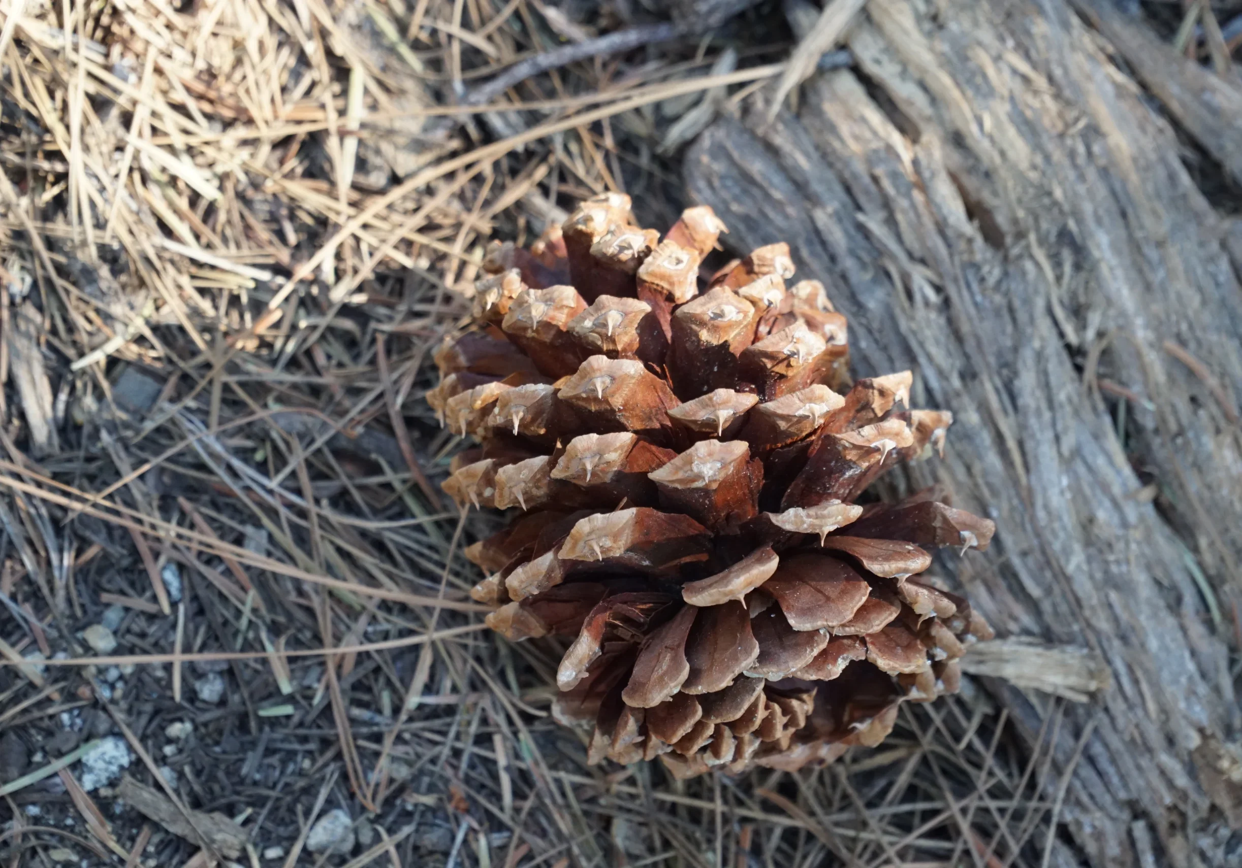 tahoe-pine-cone